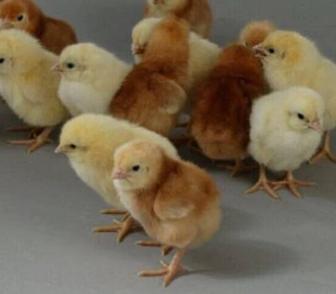 Продам цыплят Ломан Браун
