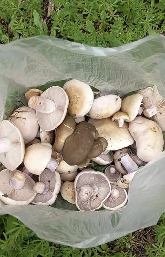 Продам грибы маринованные по домашнему