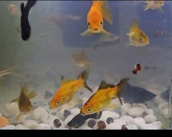 Золотые рыбки разноцветные