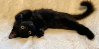 Миниатюрные пантерки сиамские черные котята ищут свой дом