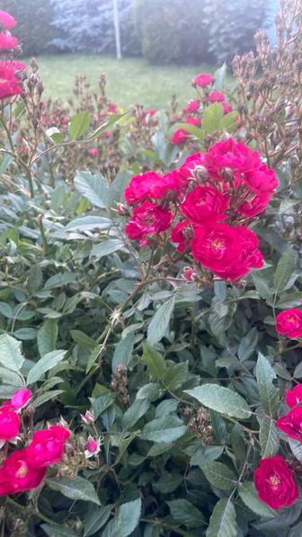 Продам саженцы Альпийской розы очень редкие и красивые
