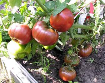 Семена томатов (помидоров), перец, огурец итд