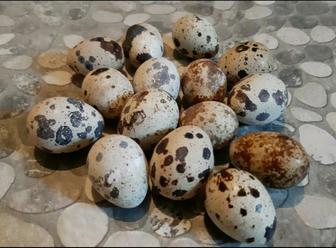 Перепелиные свежие яйца