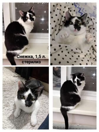 Кот кошка котик котенок