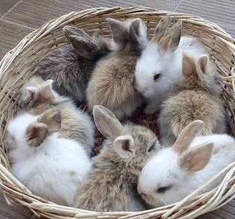 Продам карликовые кролики домашние