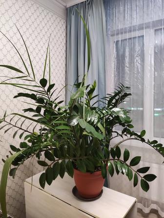 Комнатное растение фикус