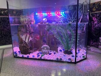 Продам аквариум на 40 литров с рыбками
