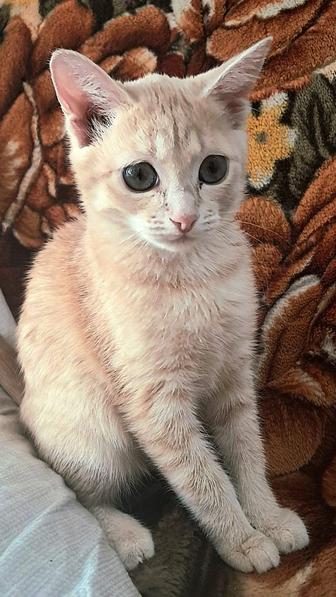 Продаю котёнка папа сфинкс мама русская кошка есть фото