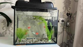 Продам аквариум с фильтром и рыбками