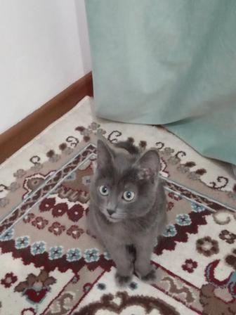 Продам котенка породы русская голубая