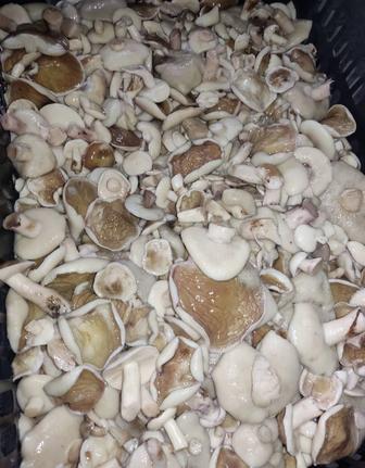 Продам грибы маслята