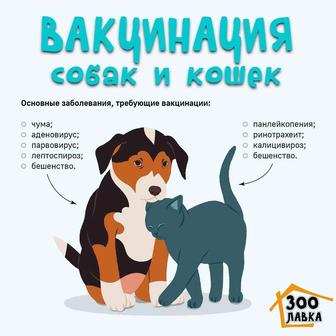 Ветеринарный врач/вакцинация собак и кошек