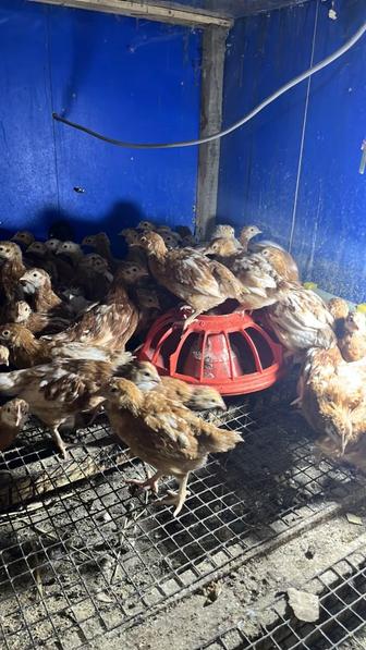 Цыплята Ломан Браун подрощенные 1месяц привиты вакцинированные.
