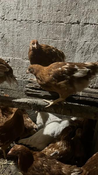 Цыплята ломан Браун разных возрастов