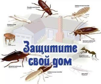 Дезинфекция от клопов и тараканов город Шымкент без выходных