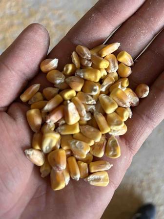 Корма всех видов Кукуруза Пшеница Ячмень Старт Рост Финиш Несушка