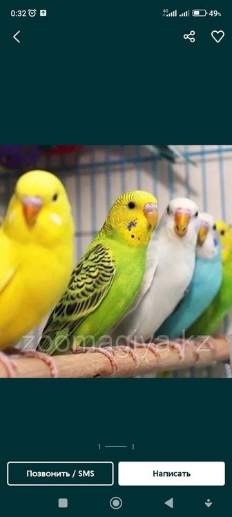 Волнистые попугаи продам