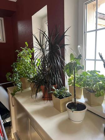 Разные комнатные растения