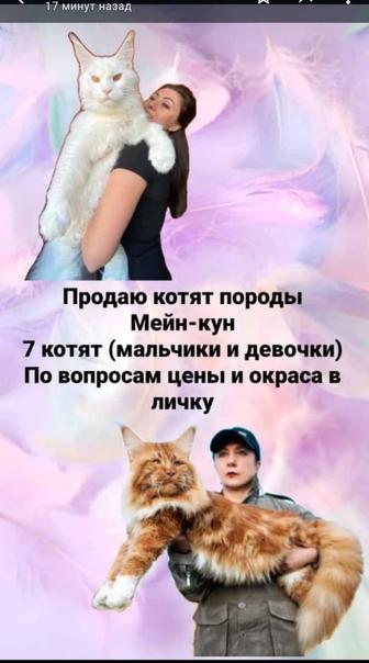 Котята Мейн Кун