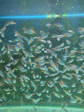 Продам аквариумных рыбок неонов и тернеций глофиш