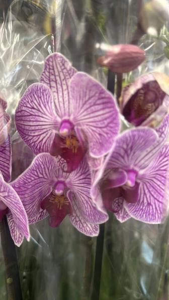 Орхидей оптом