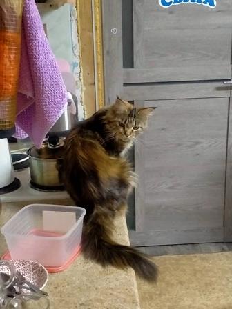 Ищем котика для вязки мейкун