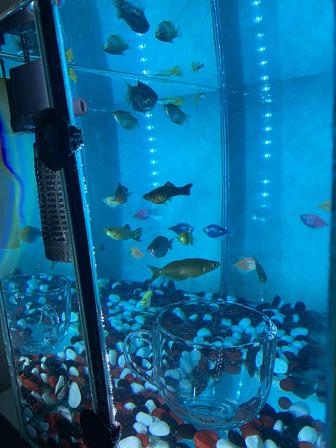Аквариум, аквариумный рыба, полный комплект