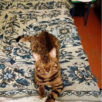 Кот Бенгал ищет на вязку кошек