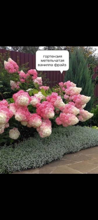 Цветы Гортензия метельчатая