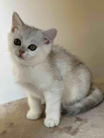 Продается котенок британец окраса серебристая шиншилла