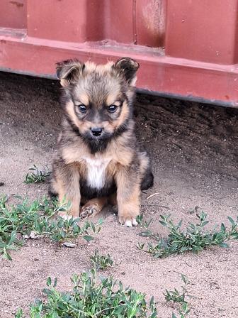 Классные щенята в добрые руки!