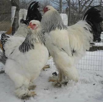 Принимаем заказ на инкубацию яиц, от куриных до фазана!