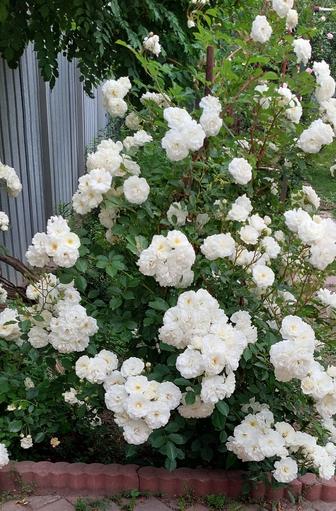 Роза плетистая с повторным цветением