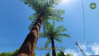 Пальма, Декоративные пальмы