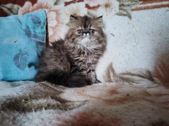 Продам персидского котёнка (девочка)