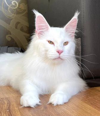 Белый кот Мейн Кун