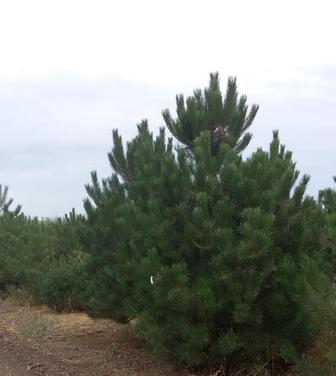 Сосна черная Pinus Nigra саженцы с питомника богатый выбор