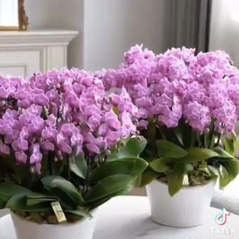 Орхидеи самых разных цветов