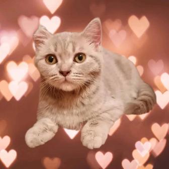 Продам чистокровного шотландского прямоухого котенка, находится в Алматы
