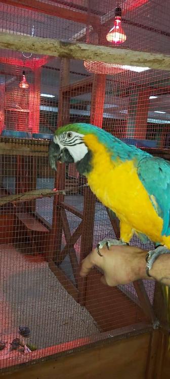 Продам попугая ара синежелтый ручной говорящий