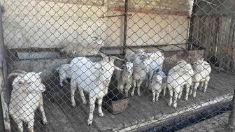 Срочно продам дойных коз с козлятами не дорого