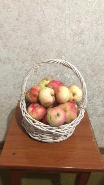 Яблоки садовые сорт столовка