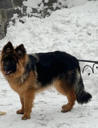 Потерялась собака немецкая овчарка, район Куленовка , девочка.