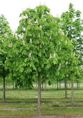 Каштан конский саженцы лиственных деревьев из питомника