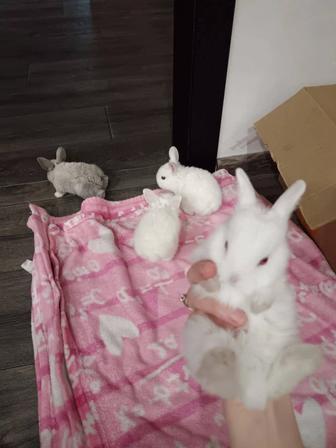 Продам декоративный кроликов