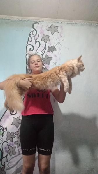 Продам двух кошек Мейн Кунов