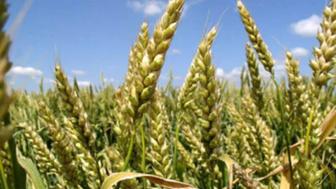 Продаем семенную Яровую мягкую пшеницу Краснодарская Безостая 10