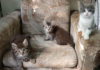 Котята (два мальчика и серо-белая девочка) в поисках дома