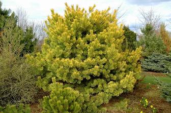 Сосна обыкновенная Ауреа Нисбет Pinus sylvestris Aurea Nisbet саженцы