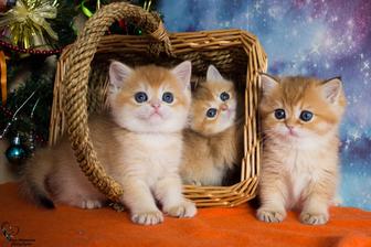 Золотая Шиншилла шотландские котята фолд подарок на 8 марта